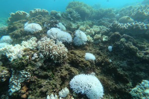 墾丁國家公園海域的珊瑚礁生態，具保護海岸、帶動藍色經濟的功能與價值，也因過度人為活動和全球氣候變遷，面臨劣化危機。圖／台灣潛水公司提供