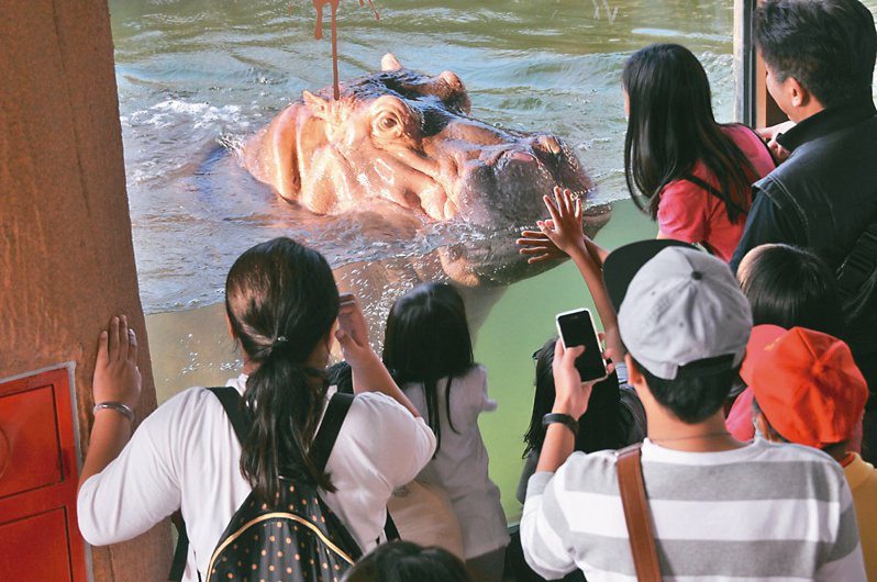 台北動物園今明兩天在非洲區河馬浴場舉辦「保育員見面會」，民眾屆時有機會見到河馬來湊熱鬧。圖／台北動物園提供