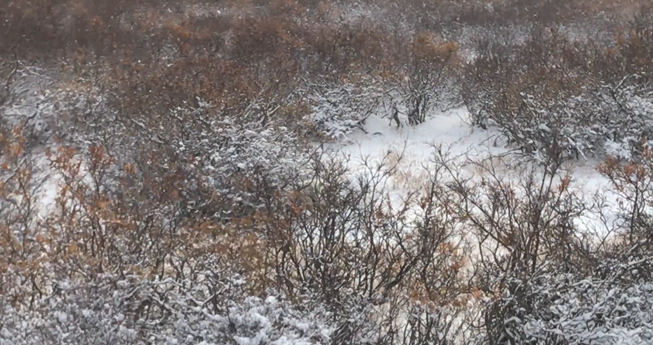 一名攝影師拍下一片荒野雪景，乍看非常漂亮，但攝影師卻說這片雪景暗藏死亡殺機，要是沒注意到就會被偷襲身亡，吸引不少網友瘋狂來玩大家來找碴。 (圖/取自X)