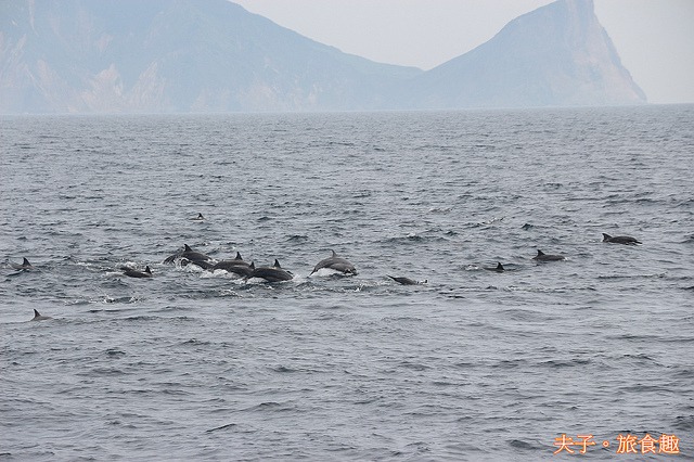 宜蘭頭城 龜山島友善賞鯨 海豚翻滾躍出水面