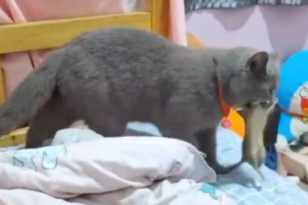 有飼主分享自家貓咪叼了隻超大老鼠回到房間，讓他看了是頭皮發麻。圖/翻攝自微博
