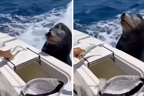 漁夫好心拿魚準備給海獅吃，沒想到卻慘遭打槍。圖/翻攝自微博