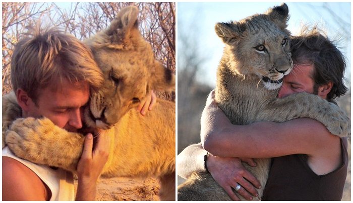 2男子救下一隻孤兒小獅子，將其耐心養大後含淚野放，沒想到獅子長大還記得救命恩人，見到男子靠近立刻像隻小貓一樣飛撲討抱，畫面相當感人。 (圖/取自影片)