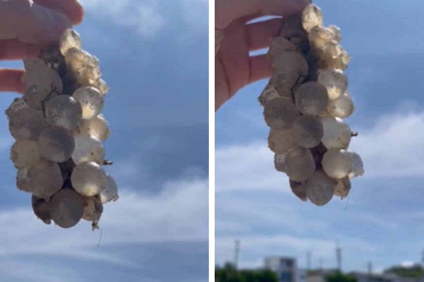 最近一段影片在網路上瘋傳，一名網友在海邊撿到了一串透明的海葡萄，全部透明的模樣讓不少網友熱議這到底是什麼，沒想到答案讓不少網友相當驚訝。 (圖/取自影片)