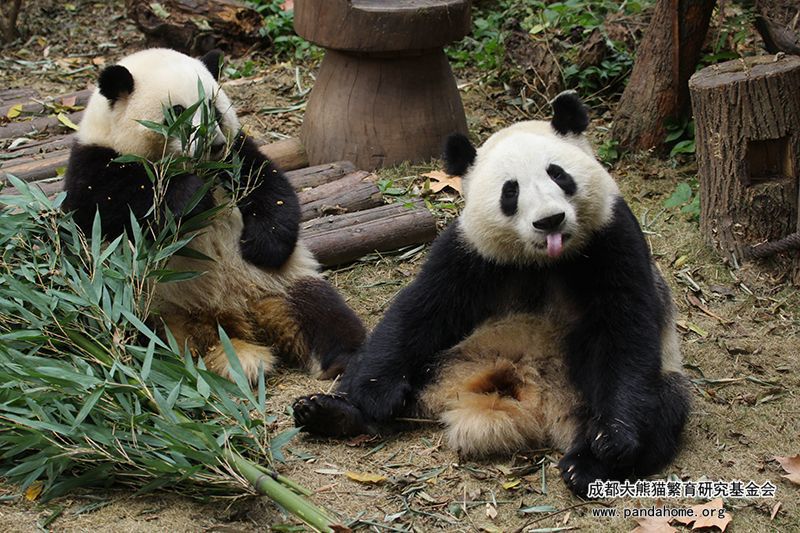 過去一年，中國租借給世界各國的熊貓陸續因租約到期等原因，返回中國。圖／取自成都大熊貓繁殖研究基金會官網