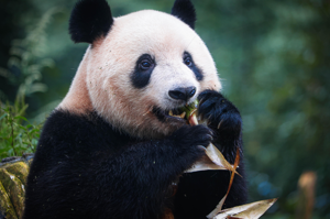 從日本東京上野動物園回到故鄉四川的大貓熊「香香」，本月8日在中國大熊貓保護研究中心雅安碧峰峽基地公開亮相。新華社