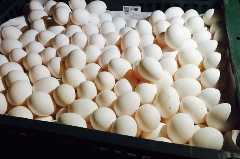 台灣2023年曾發生蛋荒導致蛋價飆漲，如今狀況已緩解。圖／聯合報系資料照片