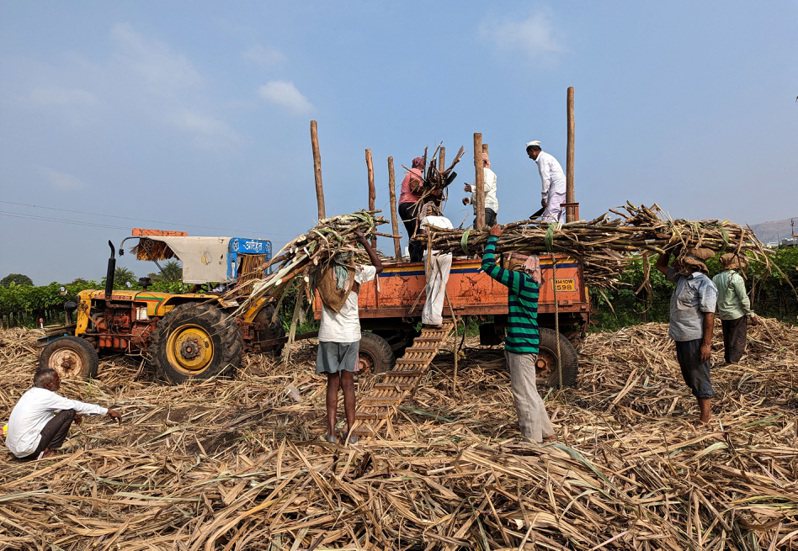 受到乾旱影響，印度可能限制砂糖出口。路透