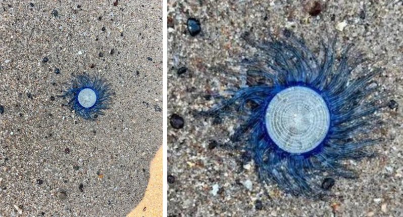 一名男子日前到沙灘上想做日光浴，結果看到地上有一顆漂亮的藍色鈕扣，看起來又像長毛的銀幣，他很好奇這到底是什麼，就貼上網路論壇與大家討論，結果沒想到卻釣出專家說千萬不能碰。 (圖/取自Reddit)