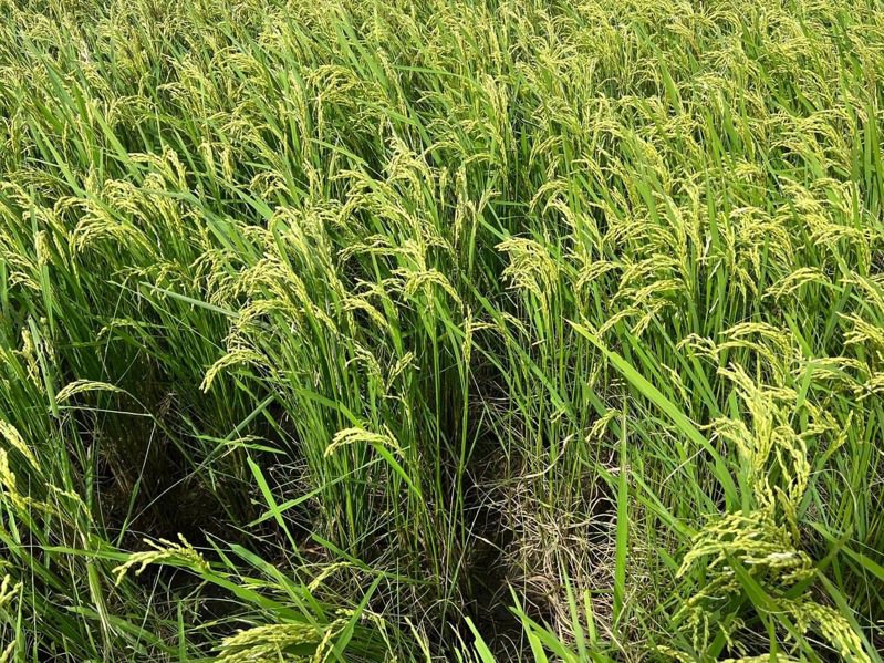 台東二期稻作即將收成，卻出現蟲蟲作亂影響收成。圖／關山鎮長彭成豐提供