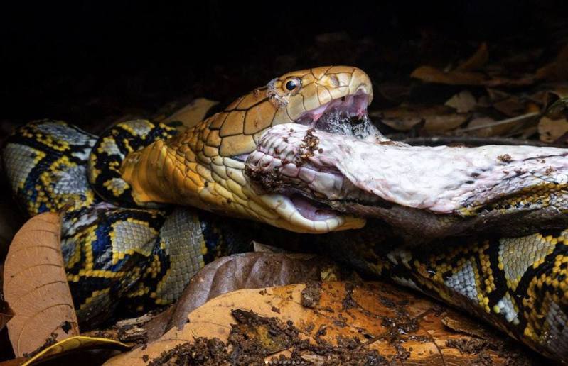 眼鏡王蛇先用毒牙咬傷網紋蟒，隨後拖到對手毒發身亡，再將對手整條吞下肚。（instagram「clickingthecritters」圖片）