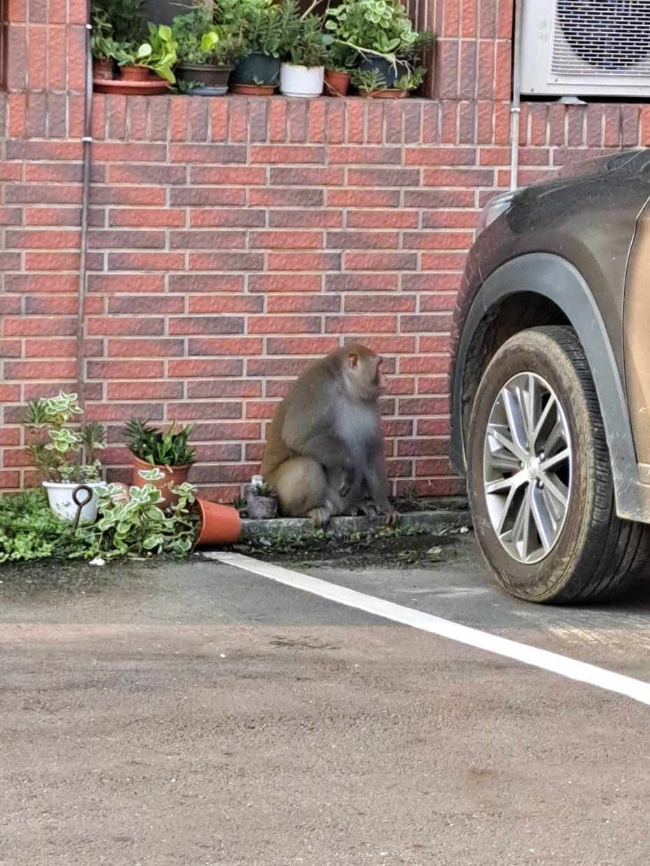 雲林縣斗六市今天上午出現台灣獼猴，地點就在雲林縣政府附近，該猴體型明顯「過胖」。記者陳雅玲／翻攝