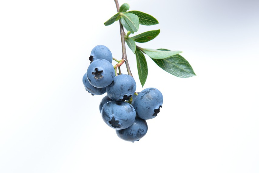 一杯藍莓約有4公克纖維，比香蕉、蘋果、葡萄等都多。圖/Pixabay