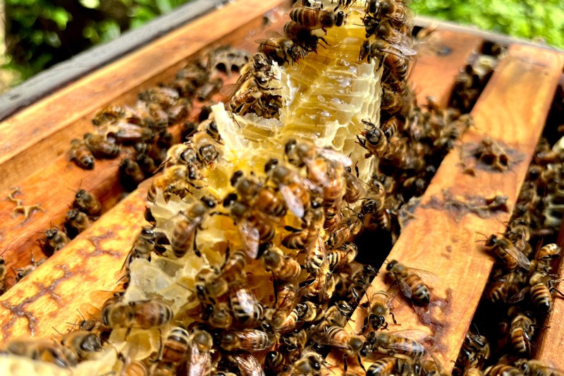 44歲青農陳柏承，7年前在父親一句「來養蜂」提議下，就此開啟他的養蜂之路。圖／陳柏承提供