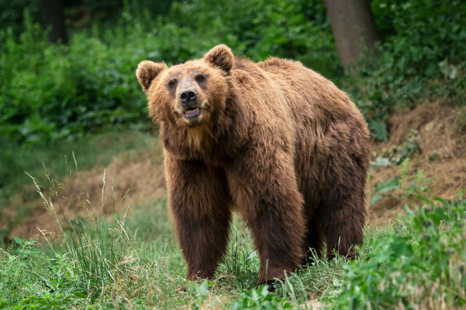 一位日本北海道民眾兩年前遭棕熊襲擊，至今仍有後遺症。示意圖，非當事人及事物。圖片來源／ingimage