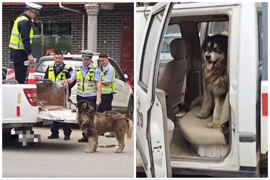 阿拉斯加雪橇犬被救助不肯上車斗，自己跑去坐後座。圖取自微博