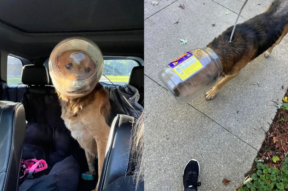 流浪犬「奇多」（Cheeto）的頭卡在了塑膠罐。（圖／Facebook The Last Stop Animal Rescue and Sanctuary ）