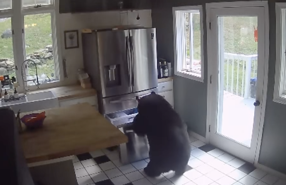 大熊走向廚房直奔冰箱翻找食物。（圖／IG @helenahoulis）