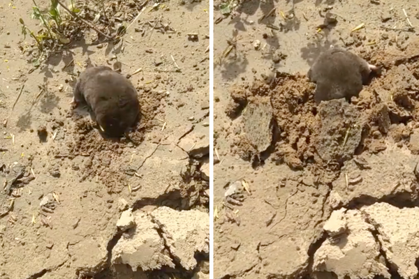有網友分享一隻小鼴鼠展現出超強的挖掘態度與速度。圖/翻攝自微博