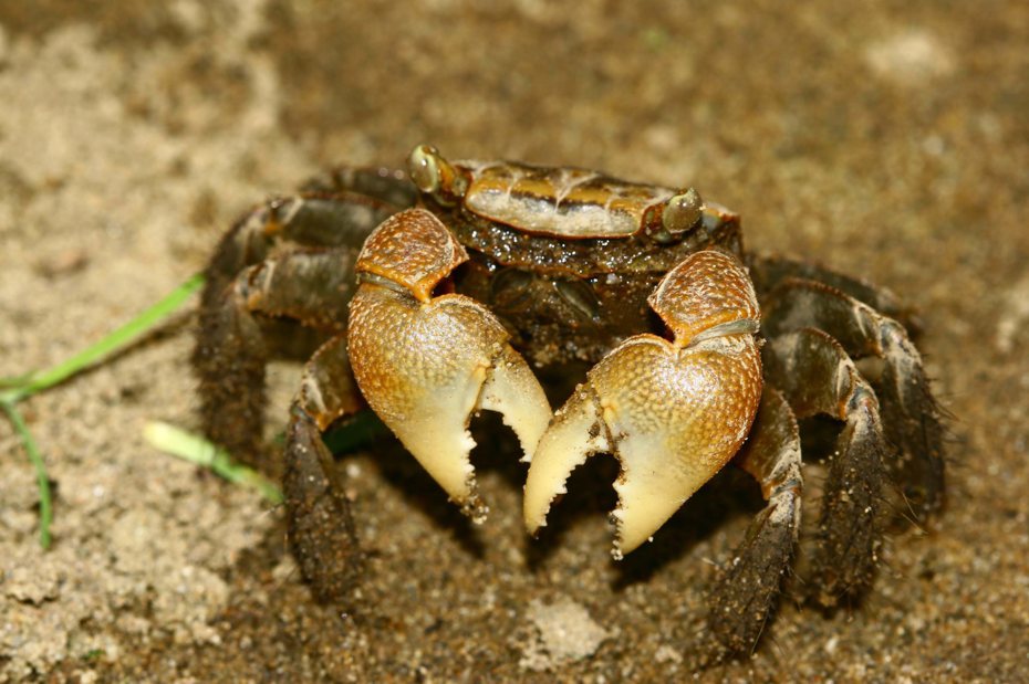 「無齒」螳臂蟹指的是背甲前側緣（眼睛外側緣區）沒有鋸齒狀突起而得名。圖／新北高灘處提供