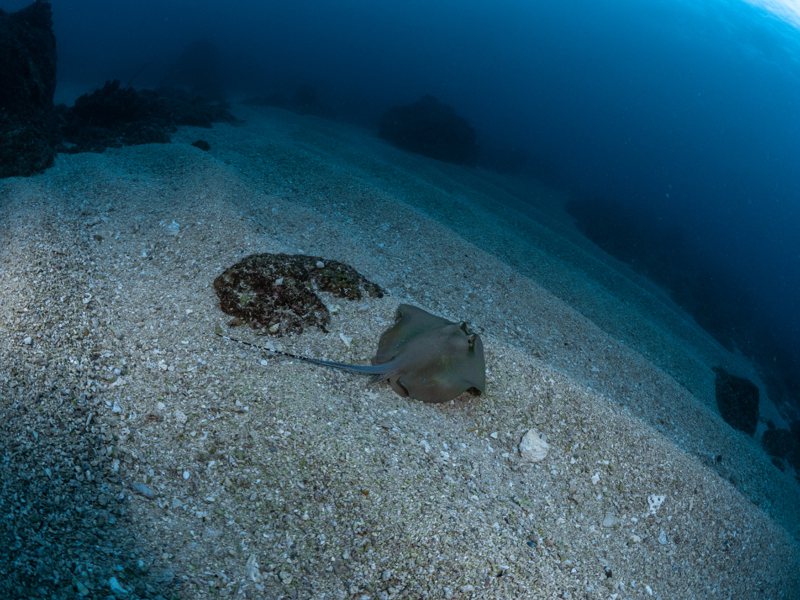 綠色和平實地走訪並針對6個遊憩點進行海洋生態調查，發現小琉球沿岸魚類資源幾近枯竭、物種單一化，且珊瑚生態衰退。圖／綠色和平提供