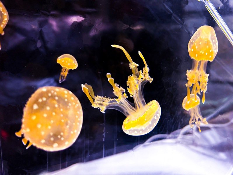 11月3日世界水母日，館方特別製作「塑膠水母」，突顯海洋生物誤將透明塑膠當成水母吃下面臨死亡威脅的議題外，也在夜宿區展示人工復育成功的水母，圖為珍珠水母。圖／海生館提供
