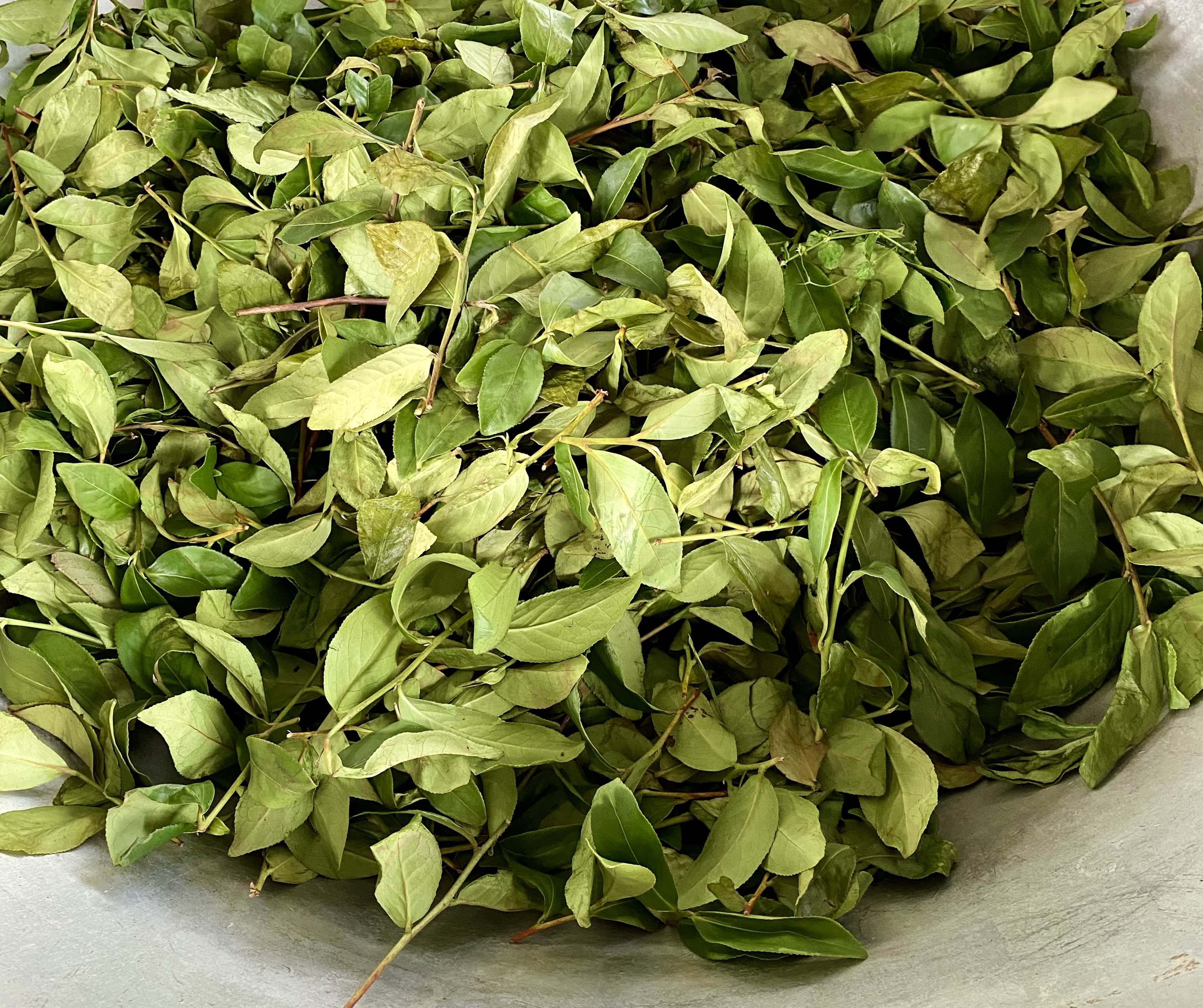 機器採收的茶，茶梗和熟葉多。圖/朱慧芳提供