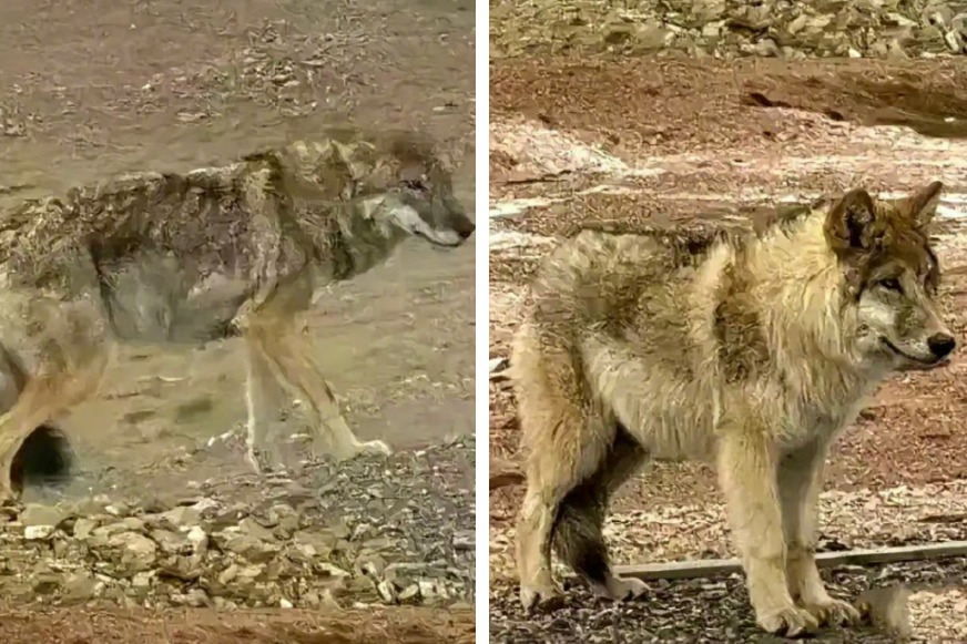 自然保護區的一隻英俊狼王因為長期吃了遊客投餵的食物，竟然已經長胖成一隻瓦斯桶狼，乍看還以為是哈士奇。 (圖/取自影片)