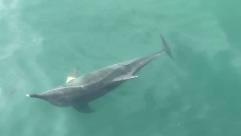 一隻糙齒海豚今天闖入高雄港，目前活動力正常海巡派員監控中。記者張議晨／翻攝