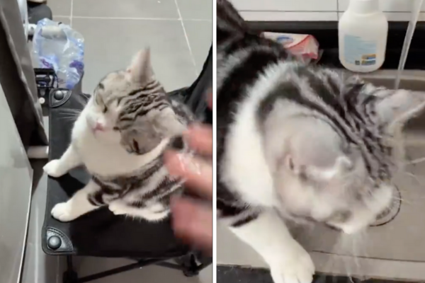 有飼主拍下自己將水弄到貓咪臉上後，貓咪馬上用相同的方式報復她。圖/翻攝自微博