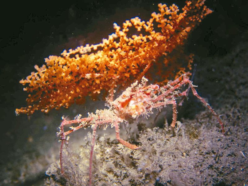 潮境保育區記錄到151魚種，海洋公民科學家拍到神秘「深海蟹」剪取珊瑚偽裝。圖／基隆市政府提供