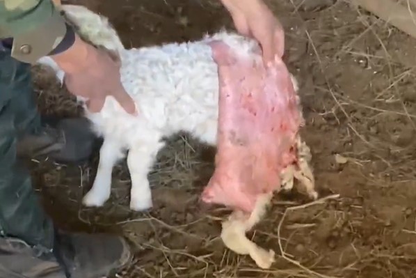 牧民把離世羔羊的皮扒下，披在新羔羊身上，想促成新的母子連結。圖／截自微博