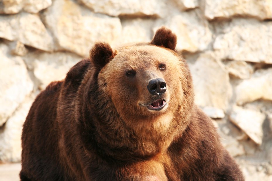 日本今年度因「熊出沒」遇襲已逾百人死傷，專家建議可攜帶發出高亢聲響驅熊的鈴鐺，如果近距離遇到熊時可使用驅熊噴霧，但如果距離非常近，建議俯臥以雙手保護頭部。情境示意圖。圖／Ingimage