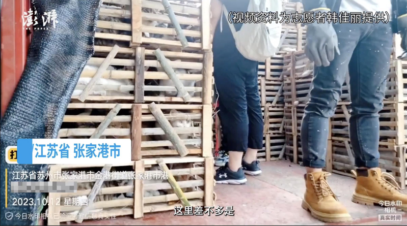 江蘇張家港警方本月12日成功攔截一輛載有一千多隻貓的貨車，這批貓原本要被貓販子運送到廣東充當豬羊肉。（截圖自《澎湃新聞》影片）