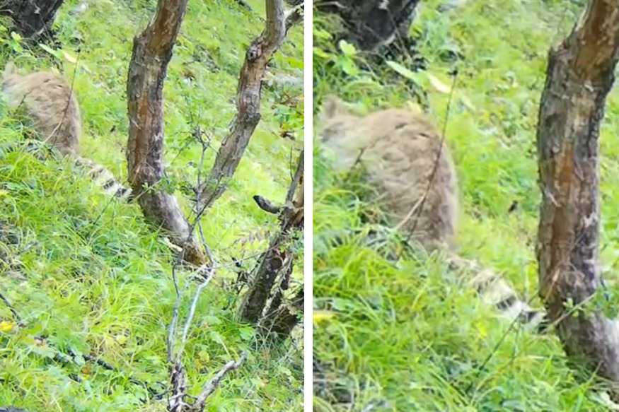 一名國家公園自然保護區工作人員透過監視器發現一隻超胖虎斑貓誤闖進來，本來打算將其驅趕，結果仔細看才發現竟然是珍貴的國寶動物。 (圖/取自影片)