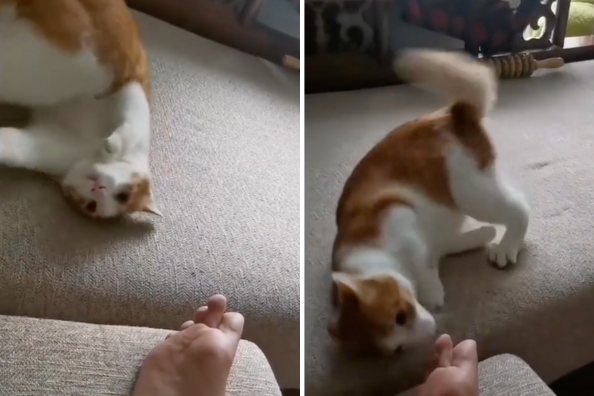 影片中貓咪看似在撒嬌，視線卻忍不住一直盯著主人的腳。圖/翻攝自微博