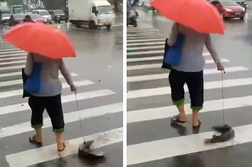 有網友在路上直擊一名老翁在下大雨的日子用一條牽繩牽住一隻魚在馬路上遛，沒注意的話還會以為這條魚是一條蛇，細看才發現竟是一條蛇，瘋狂的「遛魚」舉止吸引百萬網友熱議。
 (圖/取自影片)