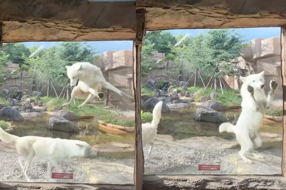 兩隻北極狼「阿札里」（アザリー）與「心羅」（シンラ）朝著鏡頭蹦蹦跳跳。（圖／翻攝自推特 @nakprstaff）