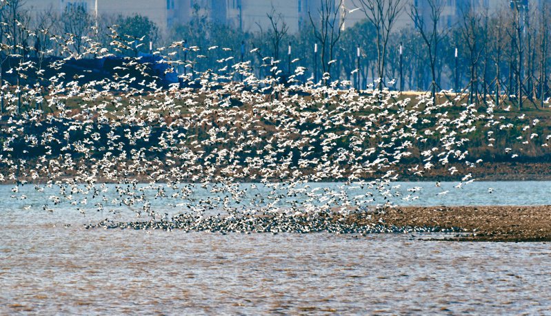 隨著湖區生態環境的改善和保護力度的加大，候鳥種群數量也呈現出歷年遞增的趨勢，洞庭湖區已日趨成為越冬候鳥的「天堂」。（新華社）