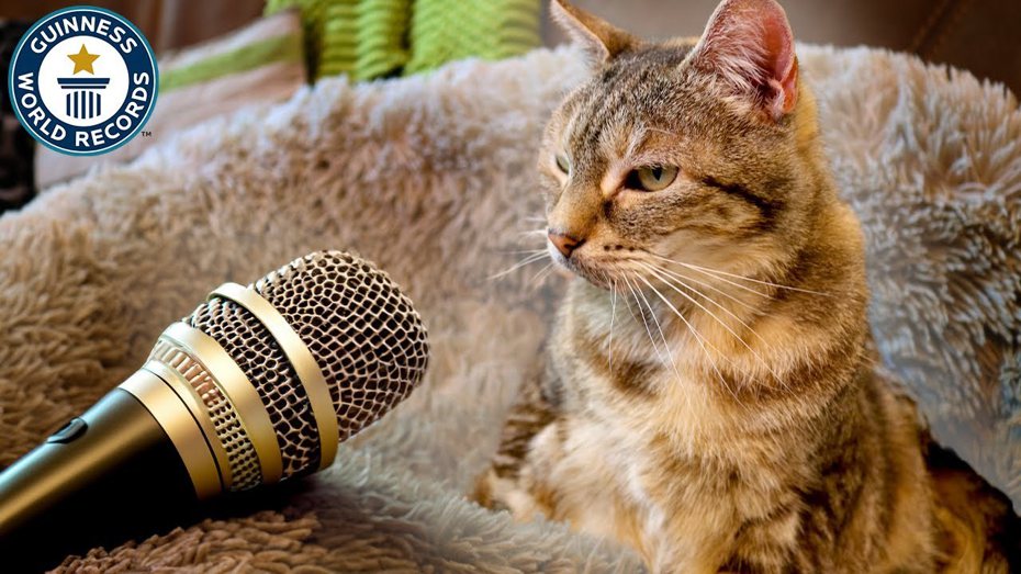 英國一隻14歲虎斑貓，日前打破金氏世界紀錄，成為現存呼嚕聲最吵的家貓。圖擷自Youtube/Guinness World Records