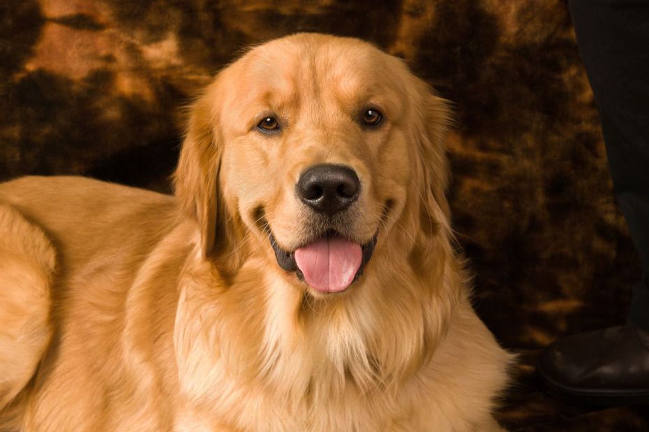 黃金獵犬是許多人心中的飼養首選。（圖／Canva）