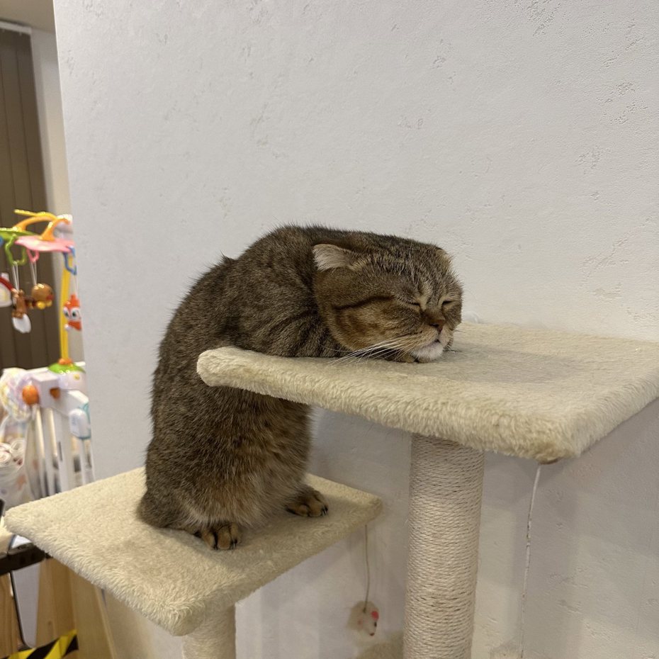 曼赤肯貓「狸吉」（たぬ吉）貓跳台爬到一半睡著了。圖擷自X@ponpokopontanu
