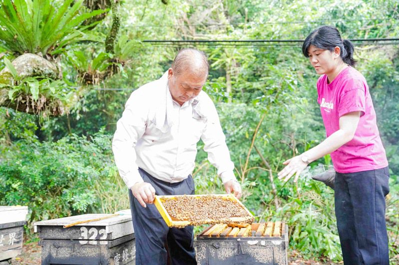 蜂農陳婷怡（右）養蜂逾20年，與父親陳漢珍共同經營三峽區蜜蜂世界。圖／新北市農業局提供