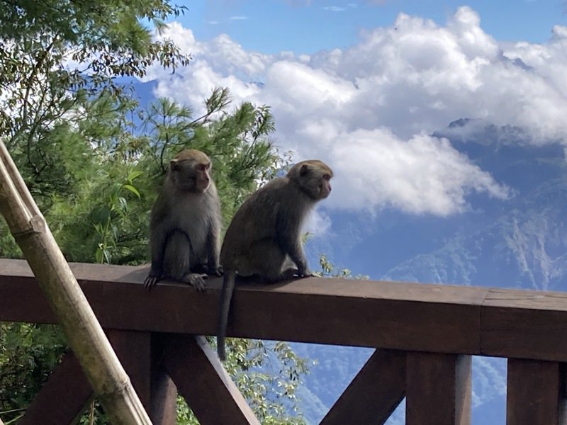 台灣獼猴近年於阿里山國家森林遊樂區內族群數量持續增加，發生搶奪遊客及商家食物案例上升。圖／林業保育署嘉義分署提供