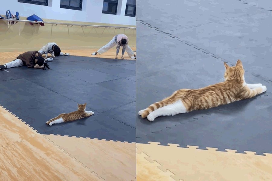 跆拳道隊橘貓助教，煞有其事的示範如何「劈腿」。圖擷自抖音