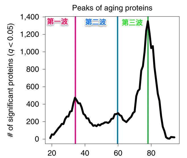 34歲、60歲、78歲有3個明顯的波峰，這些蛋白波峰與疾病出現和衰老基因表達相關，最終導致人體出現「三波斷崖式衰老」。圖／取自黃軒臉書