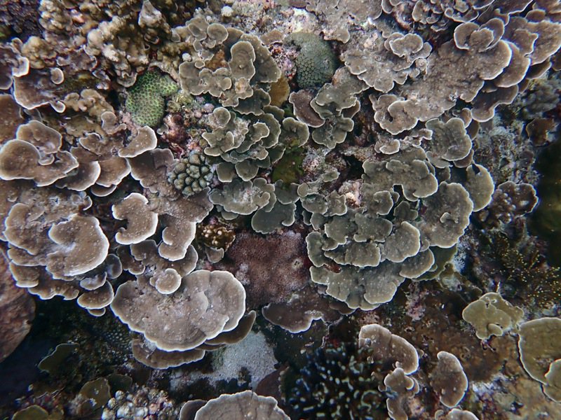 綠島柴口珊瑚群。圖／海保署提供