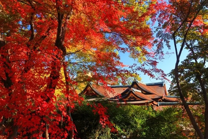 「全國梅酒祭in京都」將在秋意濃厚的北野天滿宮登場。 圖／梅酒研究會 提供