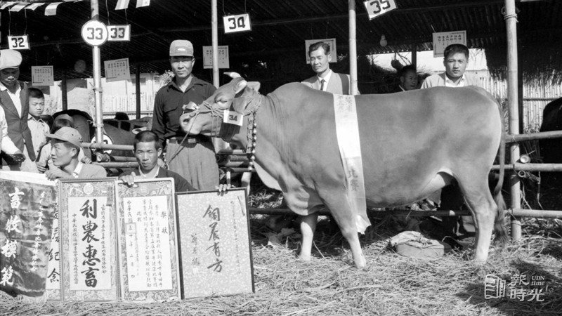 全省第五屆畜牛健康比賽，圖為於比賽中獲獎之牛隻照片。圖／聯合報系資料照（1961/02/04　陳明輝攝影）
