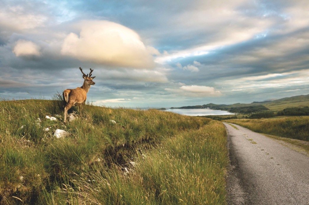吉拉JURA為蓋爾語中「紅鹿」之意，島上5,000頭鹿對映著212位島民，一條路...